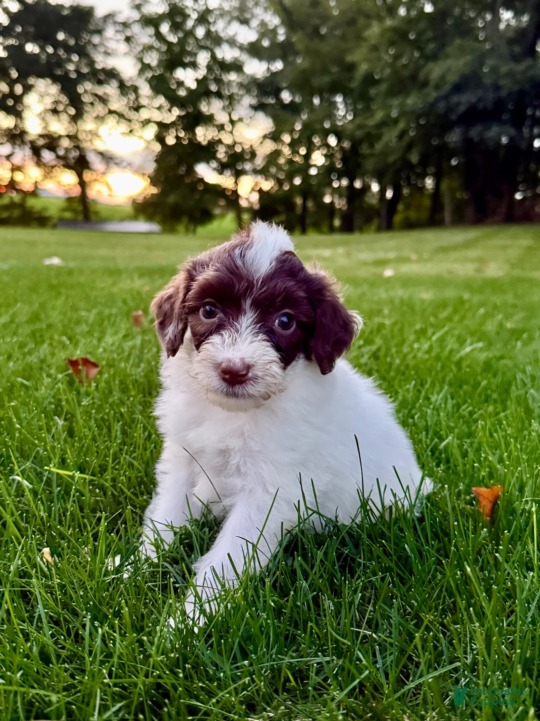Portuguese Water Dog dogs for sale: Clover - Ad 1