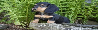 Lindy