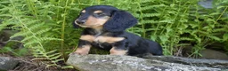 Miniature Dachshund dogs for sale: Lindy - Ad 1