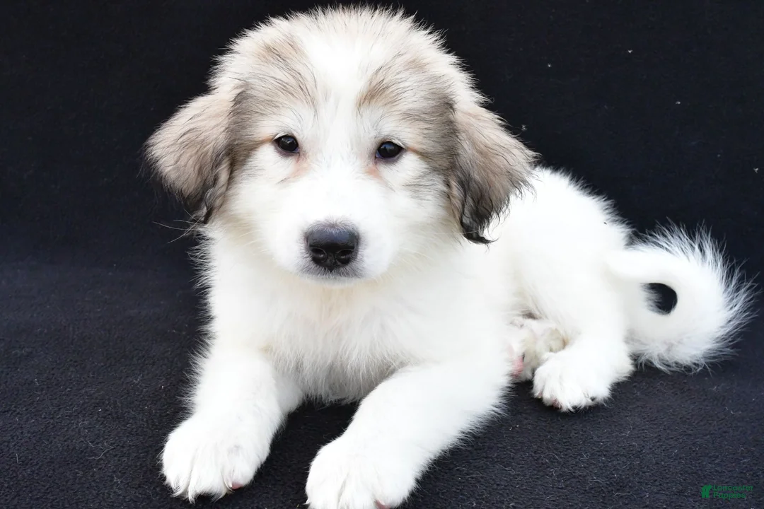Great Pyrenees dogs for sale: Marie - Ad 8