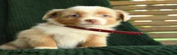 Miniature Australian Shepherd dogs for sale: Willow - Ad 5