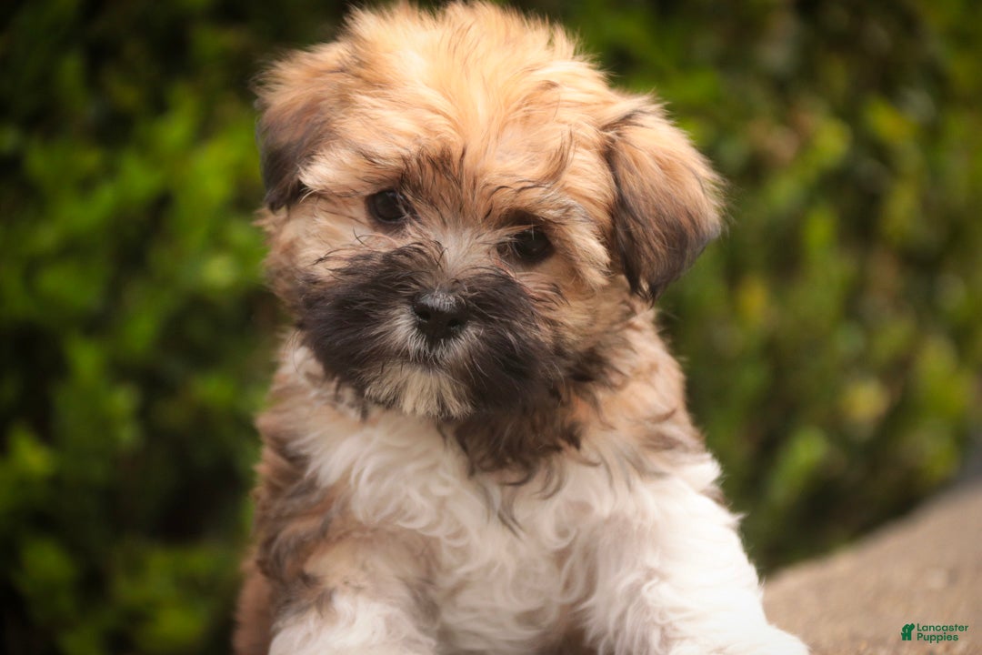 Havanese dogs for sale: Athena Havanese  - Ad 1