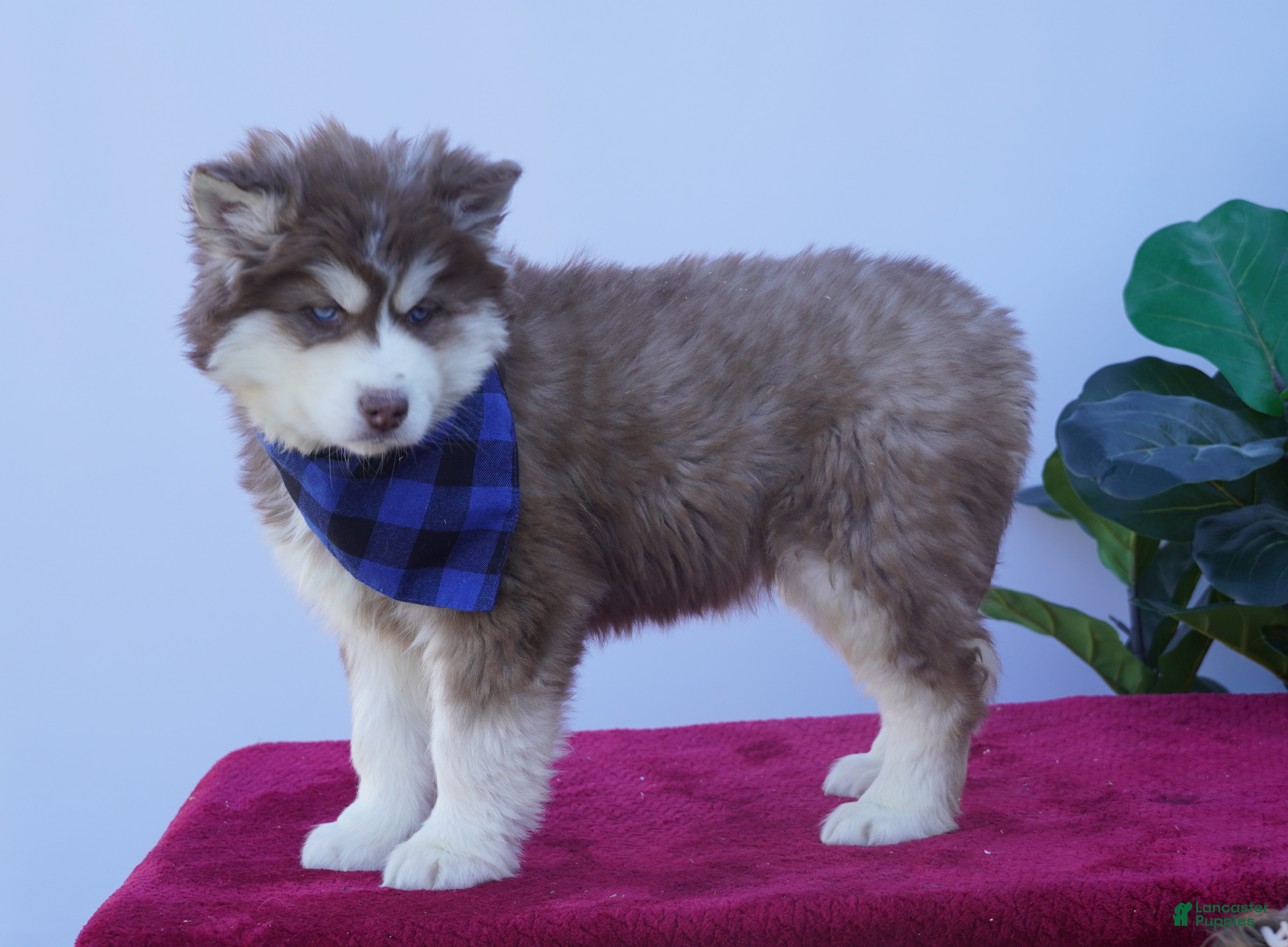 Siberian Husky dogs Cash - Ad 2