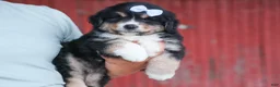 Miniature Australian Shepherd dogs for sale: LINCOLN - Ad 7