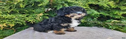 Mini Bernedoodle dogs for sale: Karly - Ad 7