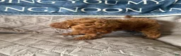 Miniature Poodle dogs for sale: Miniature Poodle 4 red collar - Ad 4