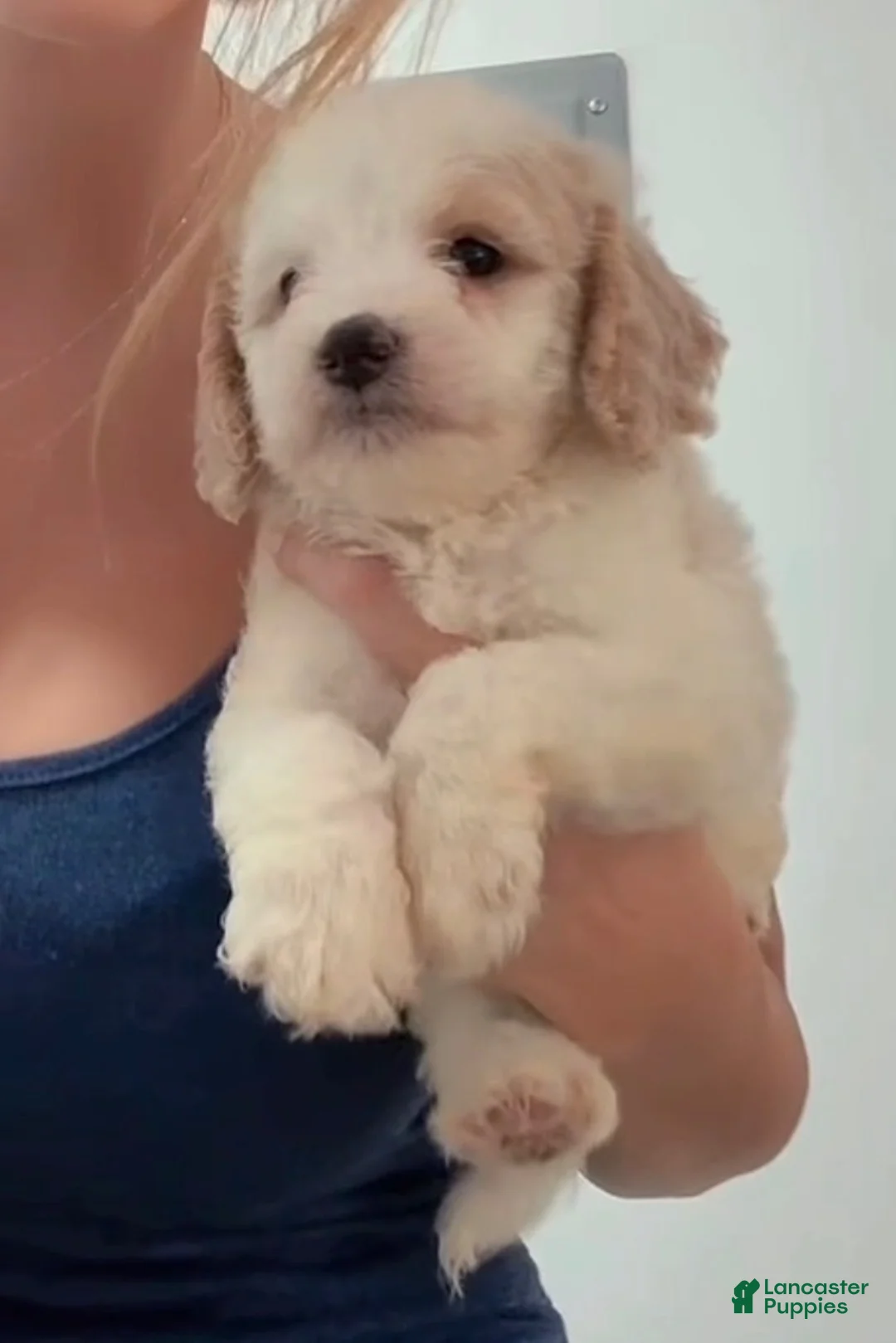 Double Doodle dogs for sale: Boy #2 - Ad 3
