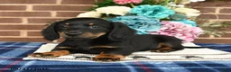 Miniature Dachshund dogs for sale: Lou - Ad 5