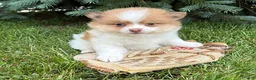 Pomeranian dogs for sale: Kipp - Ad 3