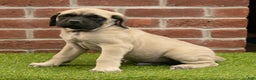 English Mastiff dogs for sale: Alex - Ad 2