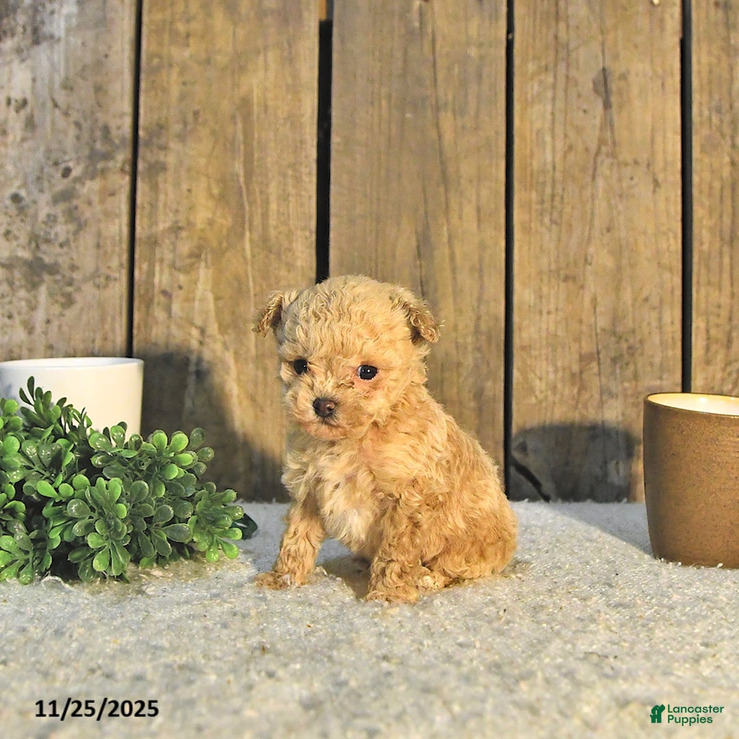 Toy Poodle dogs for sale: Liam EXTRA SMALL - Ad 3
