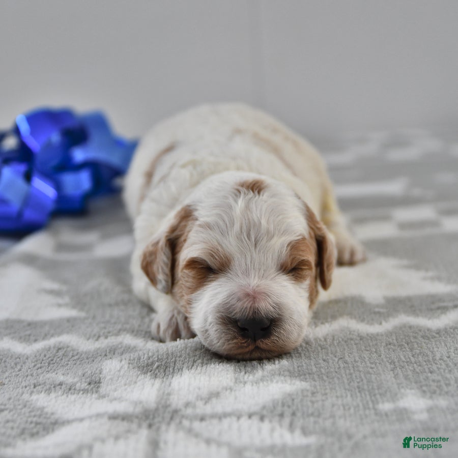 Mini Goldendoodle dogs Captain - Ad 38