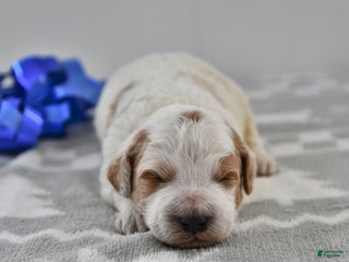 Mini Goldendoodle dogs Captain - Ad 32