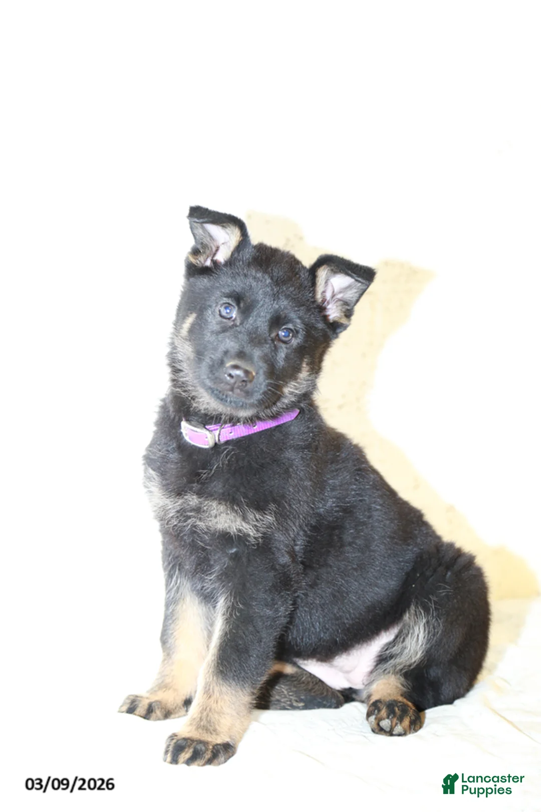 German Shepherd dogs for sale: Molly - Ad 1