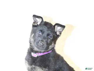 German Shepherd dogs for sale: Molly - Ad 1