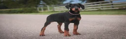 Doberman Pinscher dogs for sale: Griffin - Ad 8