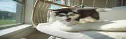 Alaskan Malamute dogs for sale: Xiao Cheng - Ad 5