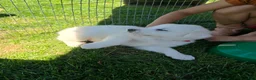 Great Pyrenees dogs for sale: Great Pyrenees Puppy - Ad 3