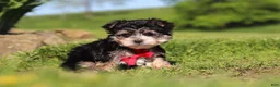 Morkie dogs for sale: Bennet - Ad 6