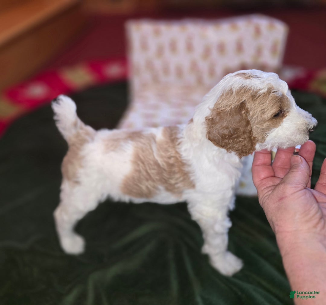 Standard Poodle dogs for sale: Bailey - Ad 2