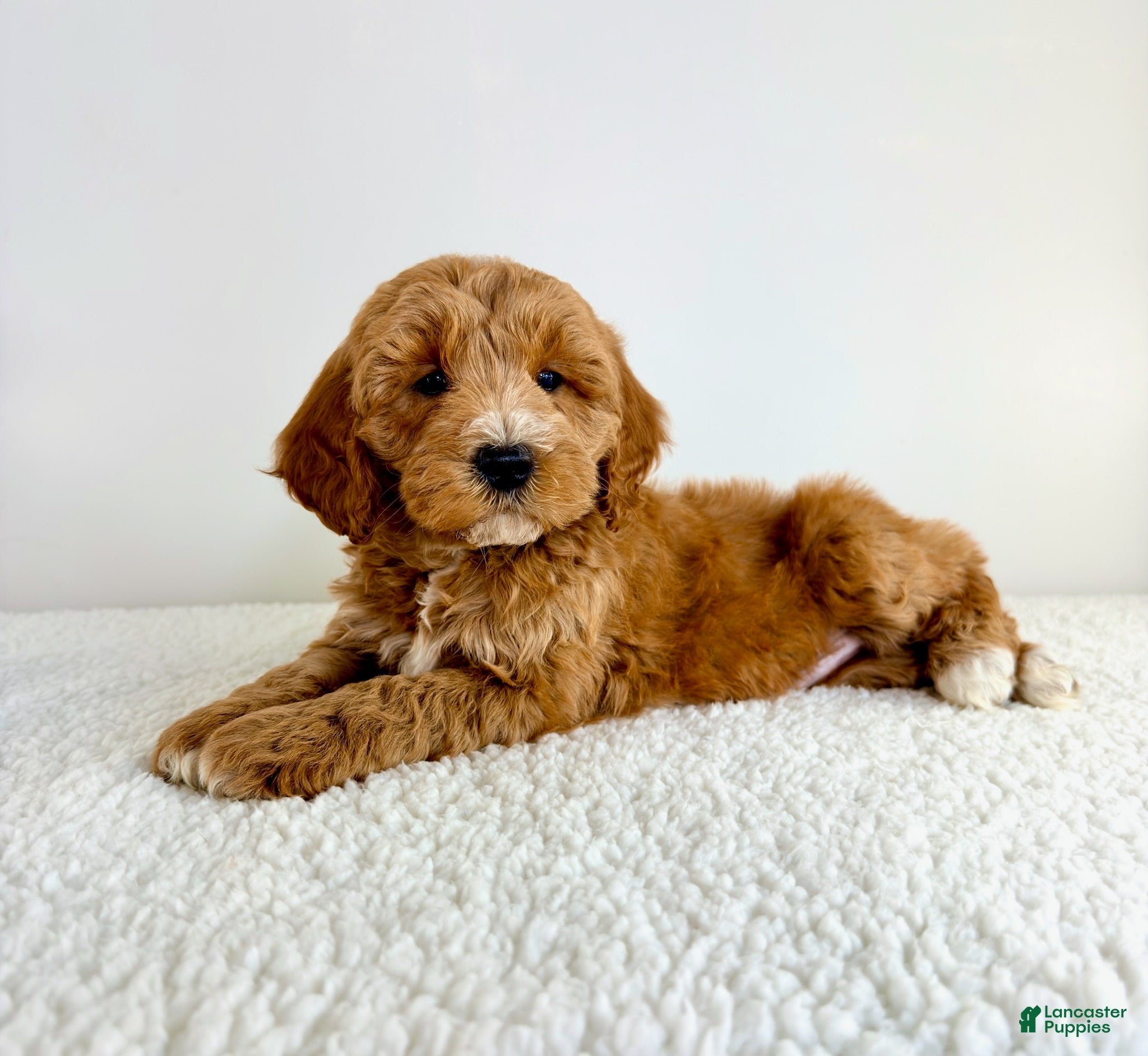 Mini Goldendoodle dogs Garrett - Ad 19