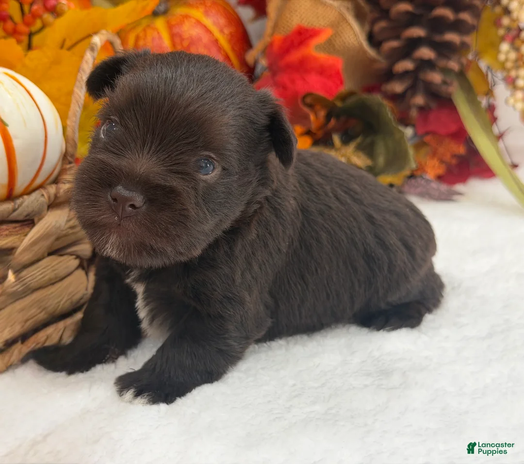 Miniature Schnauzer dogs for sale: Lexie Male 2 AKC Liver Color Mega Coat - Ad 1