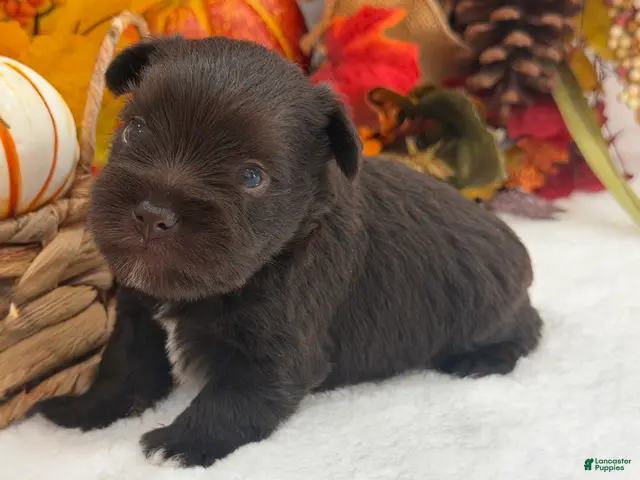 Miniature Schnauzer dogs Lexie Male 2 AKC Liver Color Mega Coat - Ad 19