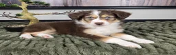Miniature Australian Shepherd dogs for sale: Scooter  - Ad 13