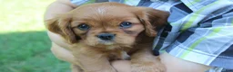 Cavalier King Charles Spaniel dogs for sale: Cavalier King Charles Spaniel 1 - Ad 4
