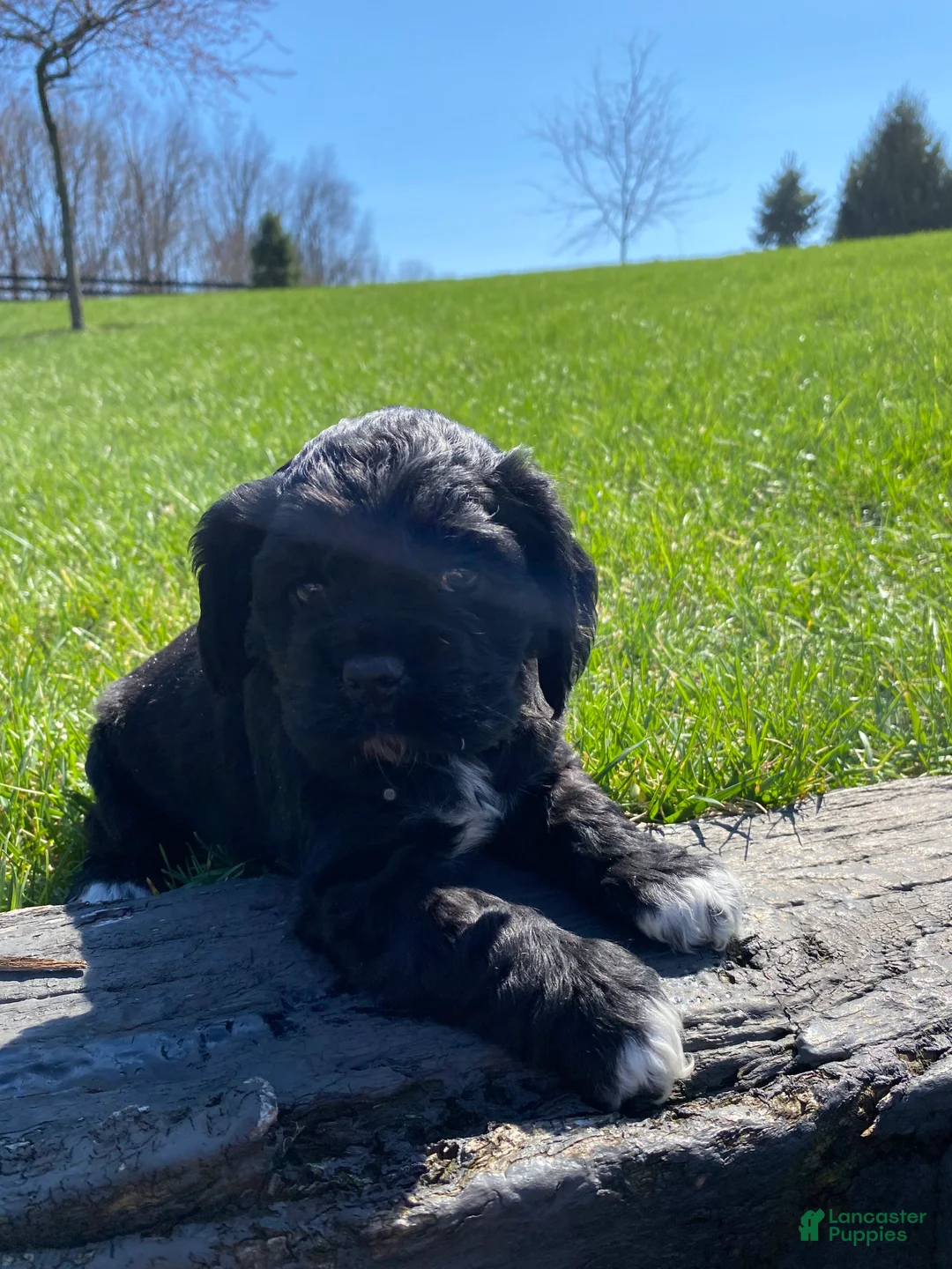Cocker Spaniel dogs for sale: Gabby - Ad 2