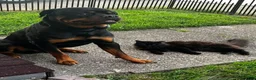 Rottweiler dogs for sale: Scarlett - Ad 26