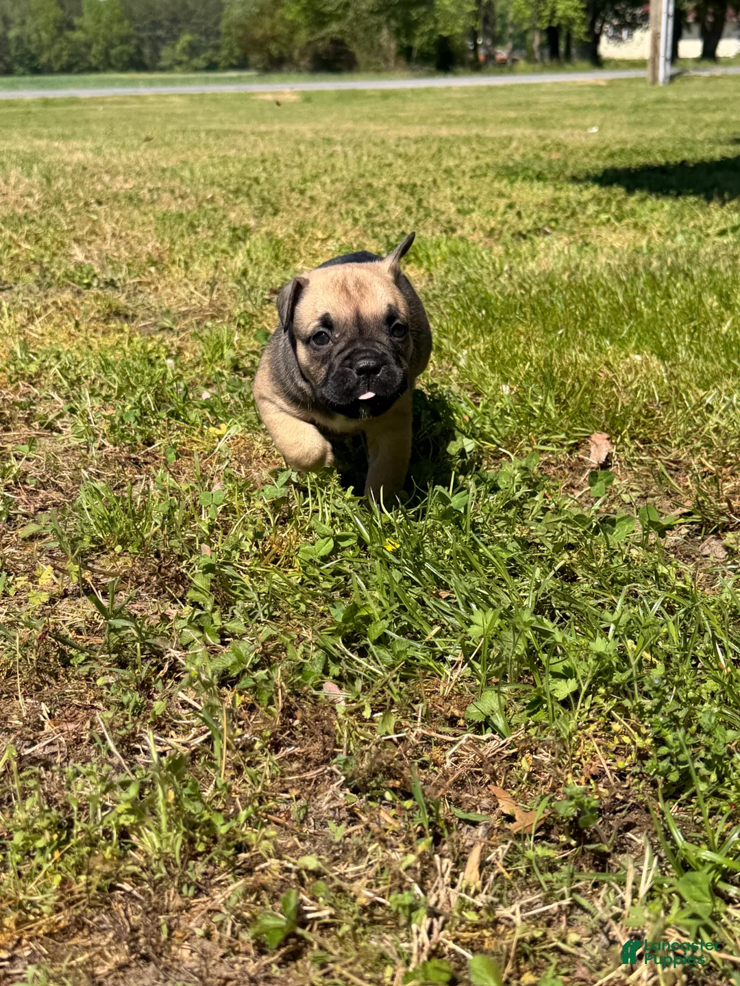 Mixed Breed dogs for sale: Zara - Ad 2