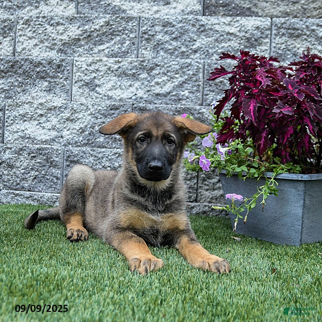 Caramel for sale in Quarryville Lancaster Puppies