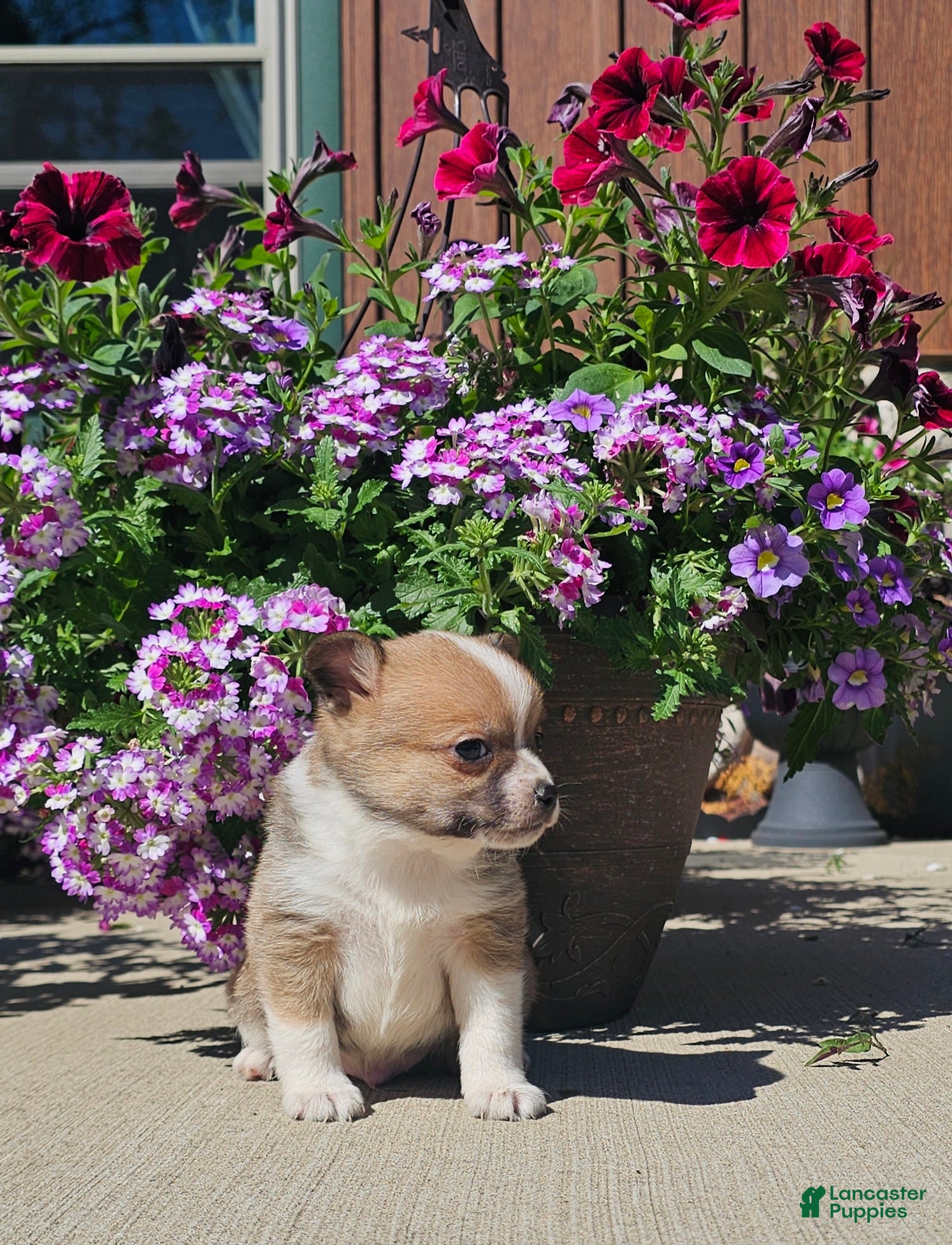 Pomchi dogs Pomchi Puppy 3 - Ad 1