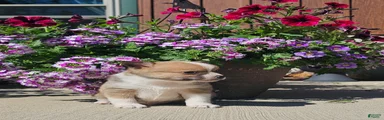 Pomchi Puppy 3