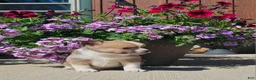 Pomchi dogs for sale: Pomchi Puppy 3 - Ad 1