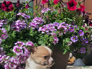 Pomchi dogs for sale: Pomchi Puppy 3 - Ad 1