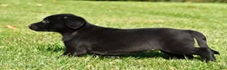 Labrador Retriever dogs for sale: Luna - Ad 11