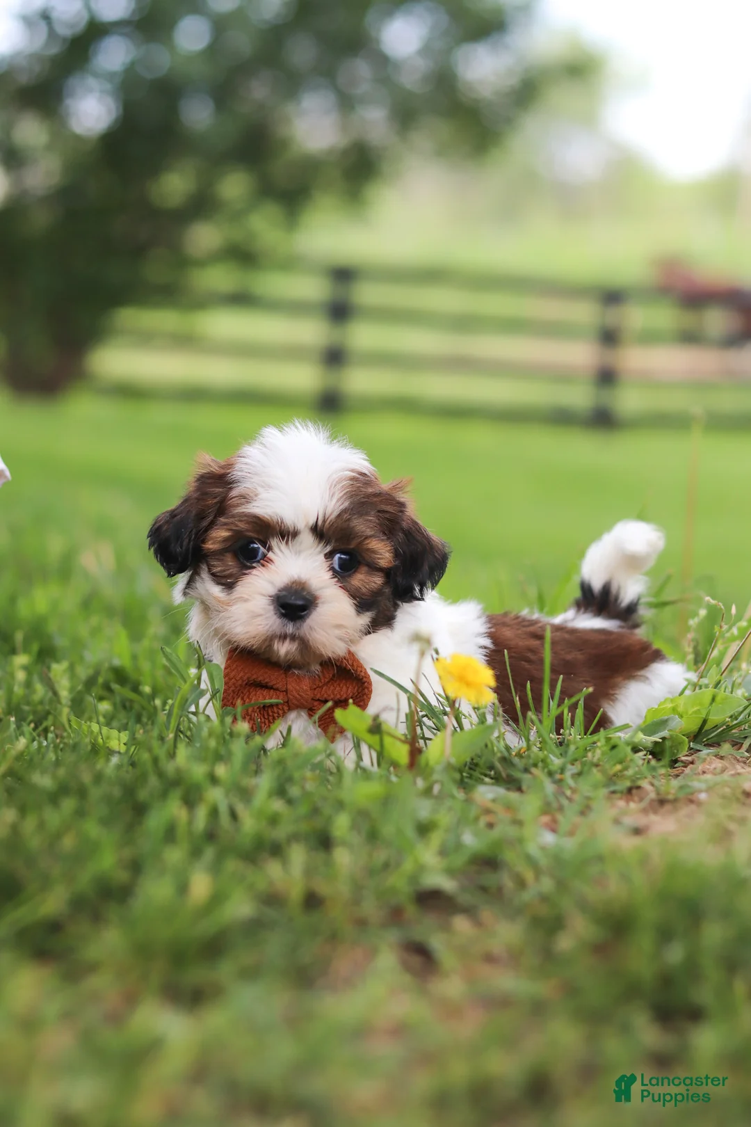 Shih Tzu dogs for sale: Oliver - Ad 2