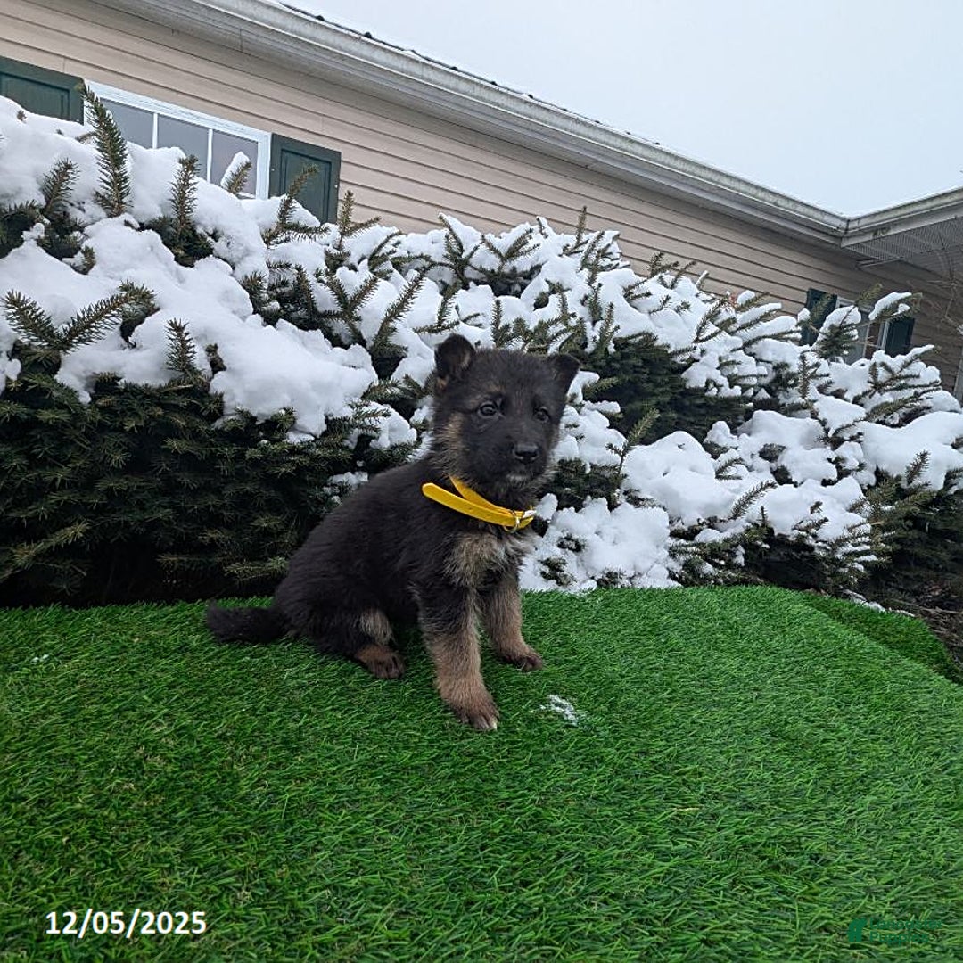 German Shepherd dogs for sale: Cindy - Ad 4