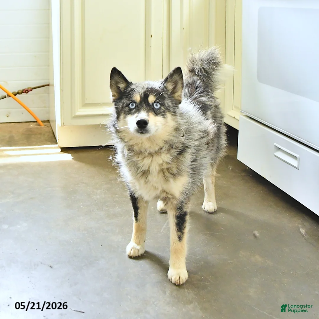Pomsky dogs for sale: Petunia - Ad 7
