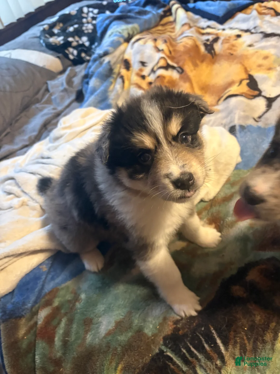 Pomsky dogs for sale: Pomsky Puppy 2 - Ad 1