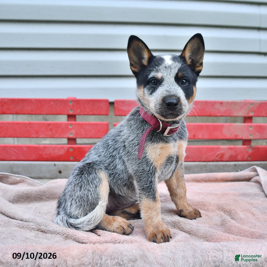 Australian Cattle Dog dogs Sadie - Ad 1