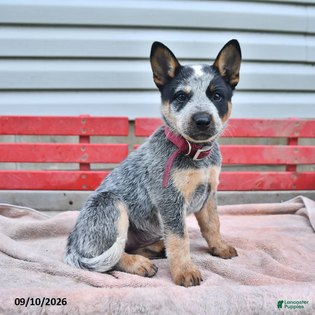 Australian Cattle Dog dogs for sale: Sadie - Ad 1
