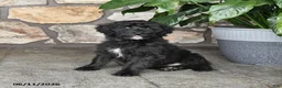 Double Doodle dogs for sale: Girlie - Ad 5