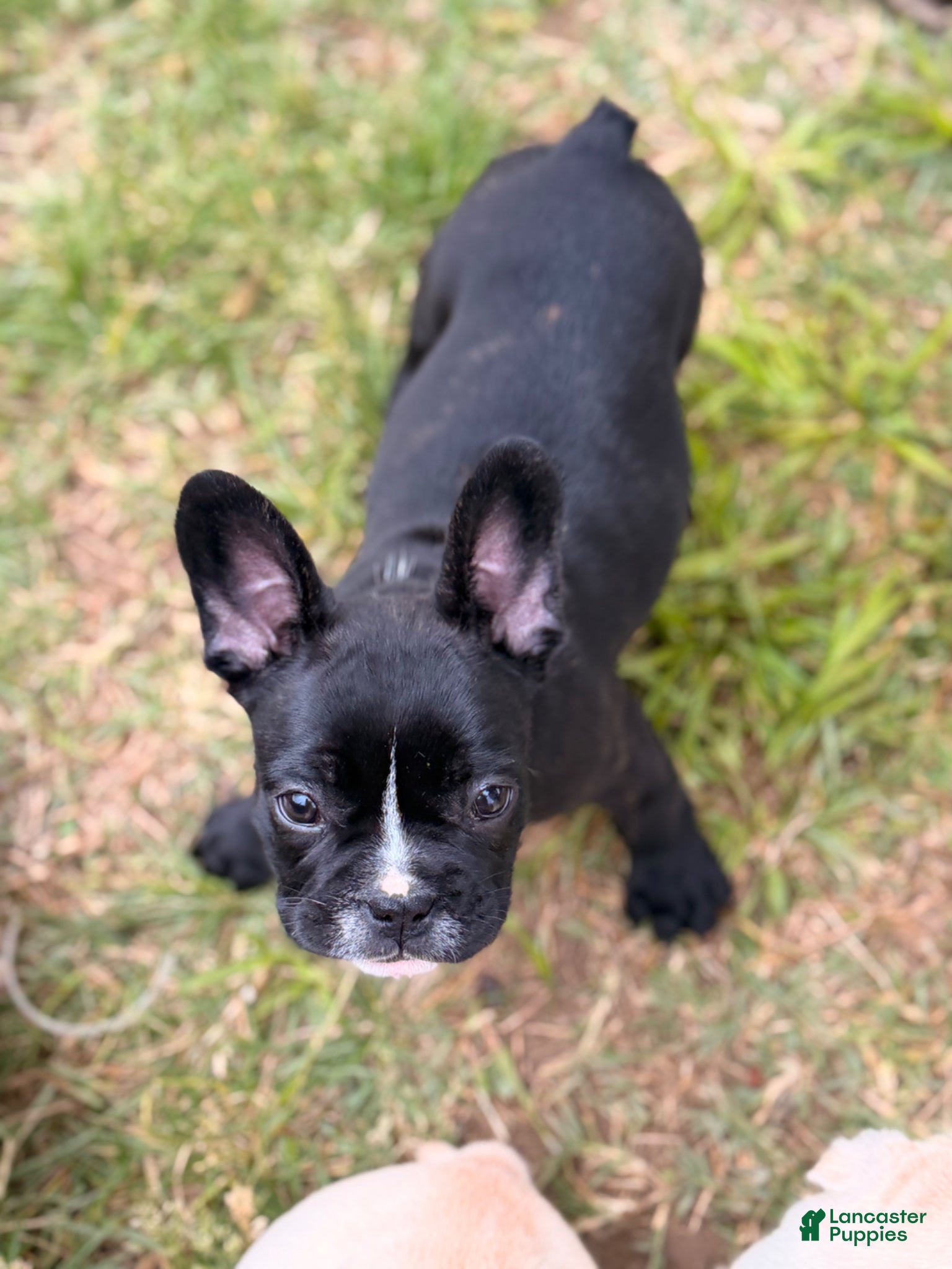 French Bulldog dogs Milk Puppy 4 - Ad 2