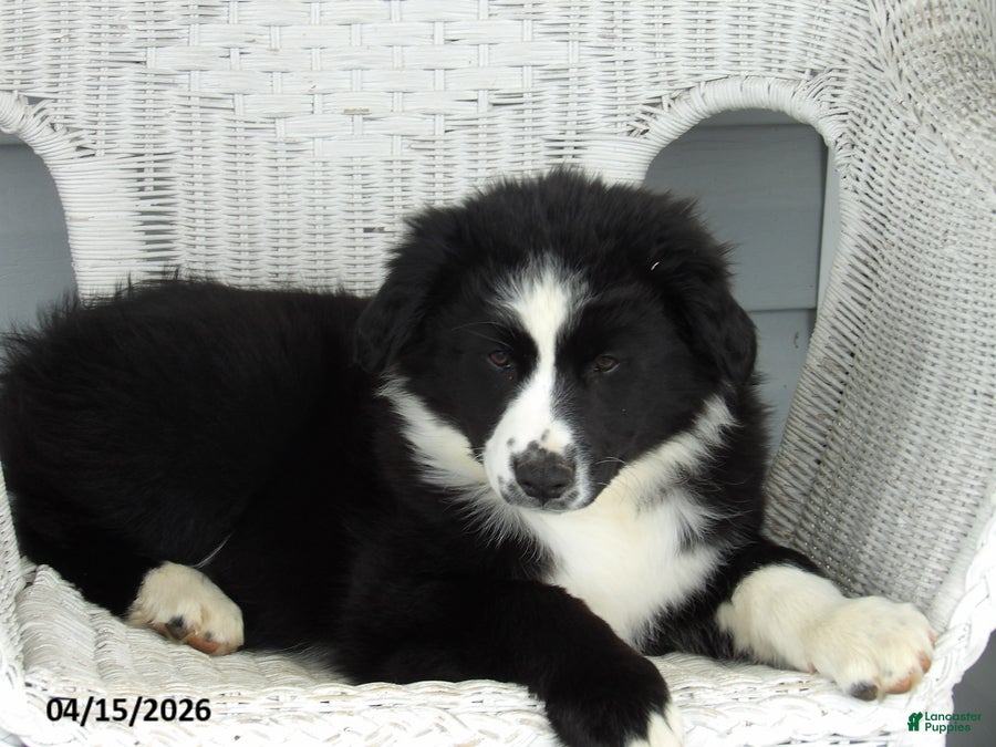 Australian Shepherd dogs for sale: Balto - Ad 2