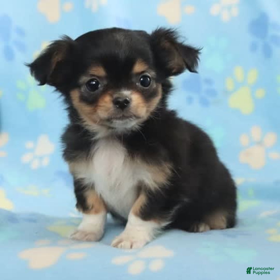 Gallery Image {{count}}