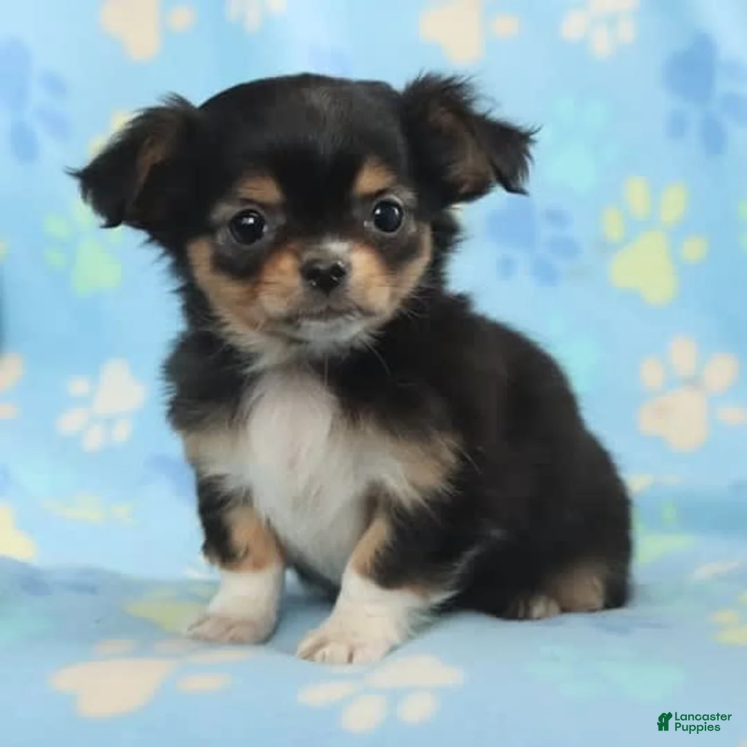 Gallery Image {{count}}