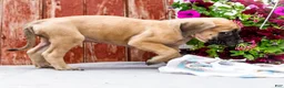 English Mastiff dogs for sale: Missy - Ad 5